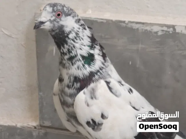 كوبيتين باكستاني للبيع ب 60 الكوبية تبي الكوبيتين مع بعضهم ب 100