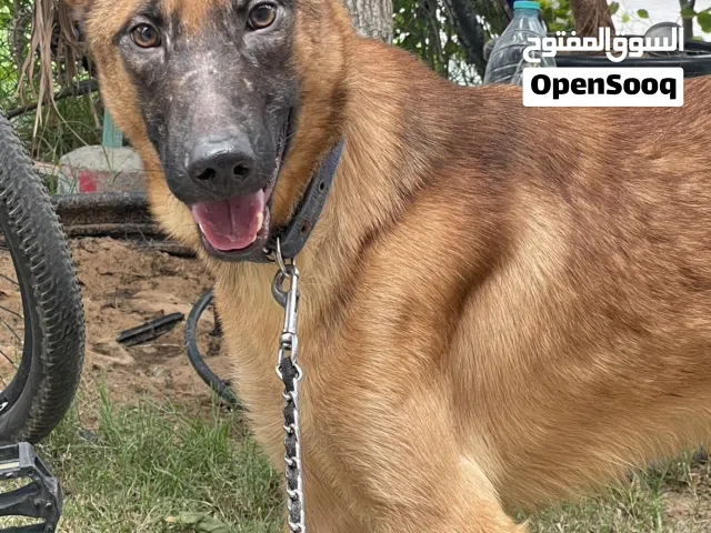 Maltipo Bobby+ Malinois male and  female + Chow Chow male +