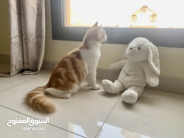 قط أمريكي مكس للتبني عمر 5 اشهر
