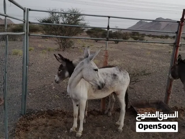 للبيع حماره تحتها جحش أو بدل بغنم