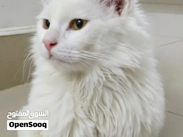 قط شرازي ذكر