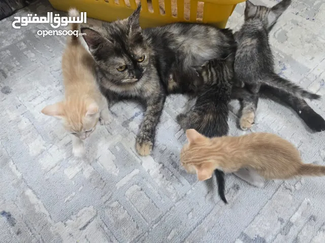 قطه ام للتبني مع ابناءها