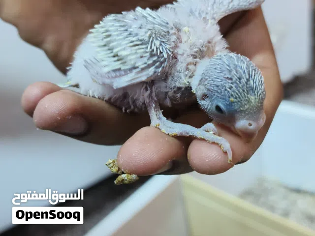 افراخ طيور حب شرط الصحة والنظافة والزق ........................... .......... .......... ..........