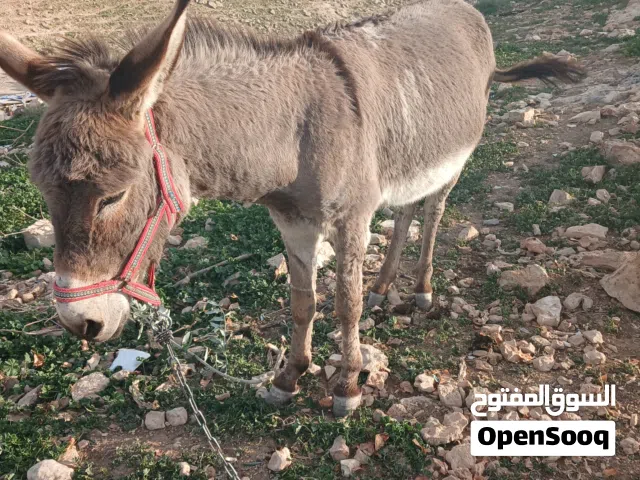 حمار عمر اربع سنين
