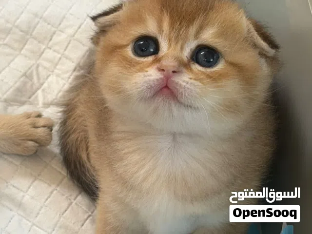 سكوتش فولد