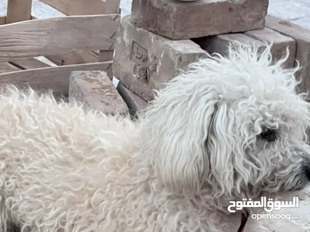 بودل عمره اقل من سنة