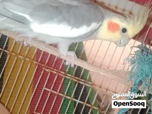دكر كوكتيل