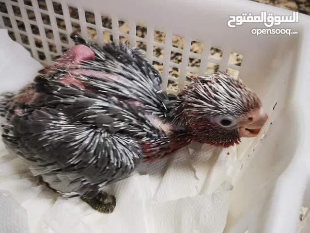 فرخ قالا انتاج محلي galah