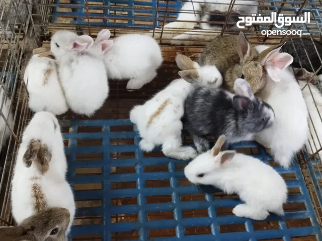 للبيع أرانب هولنديات أليفات