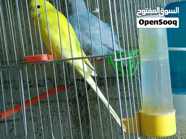 جود ببغاء وجوز حب للبيع