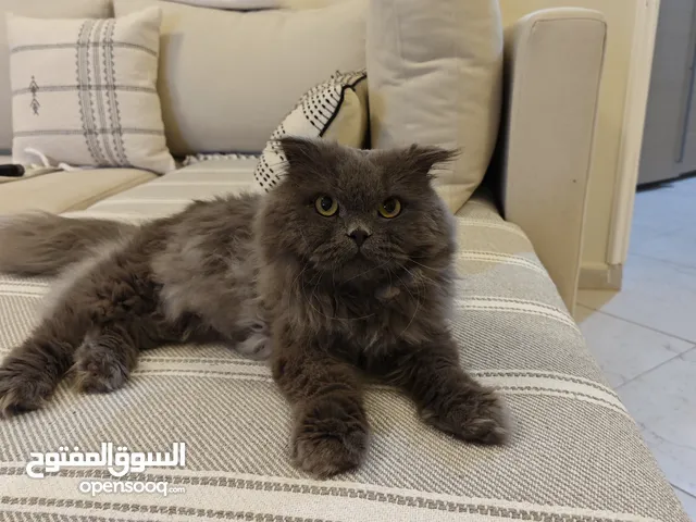 Beautiful Scottish Fold Cat – Neutered, Insured & Groomed - For Adoption