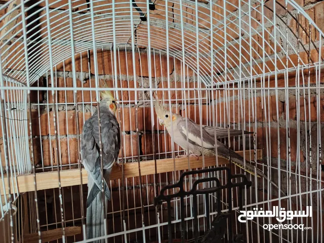 كوكتيل للبيييع