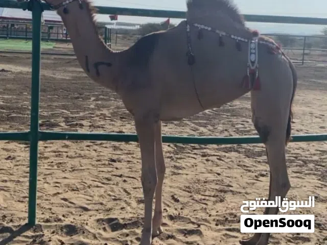 بكرة مزاين