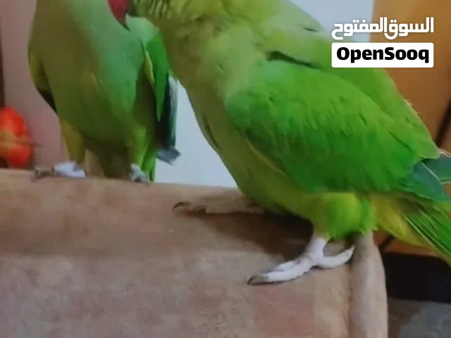 زوج بغبغاء دره متزاوجات  او ابدل بغير طيور