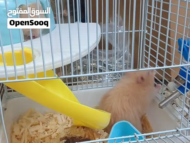 هامستر للبيع حيوان لطيف وذكي ثنين هامستر مع قفص واكلهم وثلاث كياس نجاره