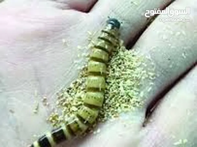 دود عتل مشطاب سوبر