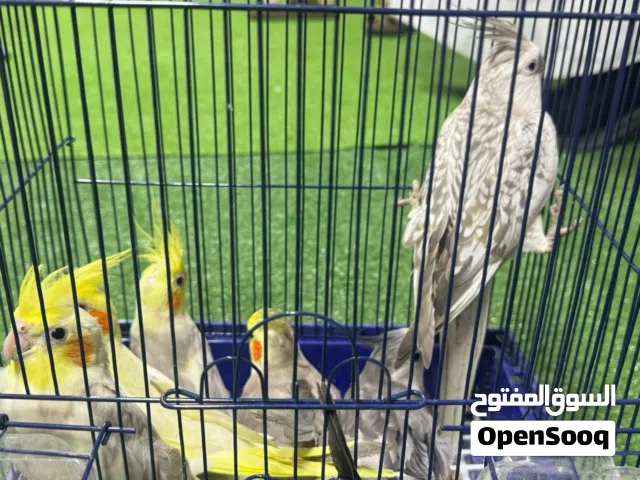 ازواج كيروان