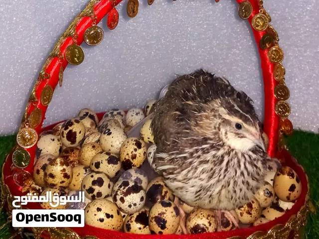 بيض فري جامبو