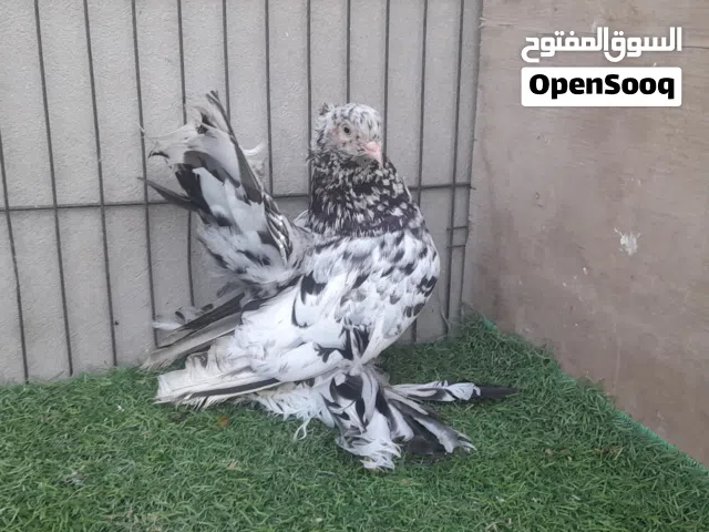 دكر روسي مبروص