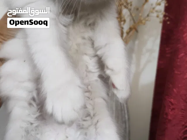 بيع قطط شيرازي بيرشين لعوبات عمر55 يوم