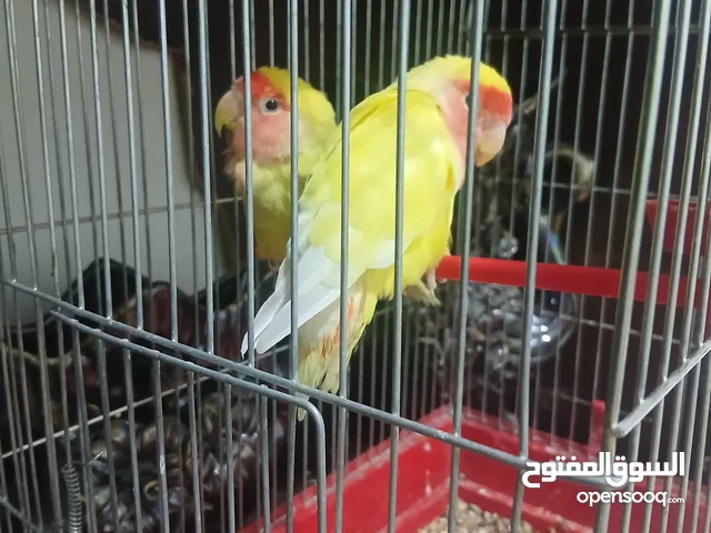 جوز ببغاء روز ذكر وأنثى عمرهم تقريبا حول ال 7 شهور خالين من الأمراض التواجد ادلب