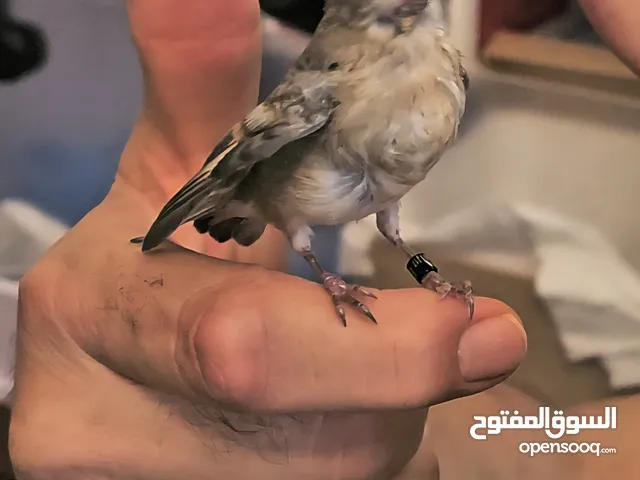 فروخ سسكن طفره فنزويلا