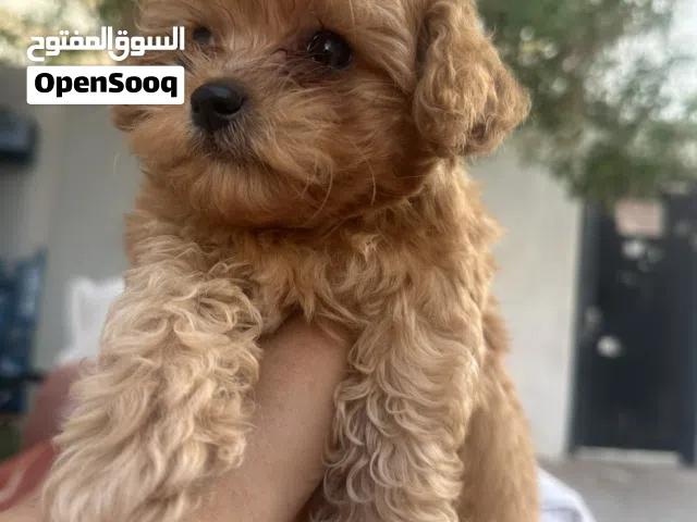 Maltipoo puppy