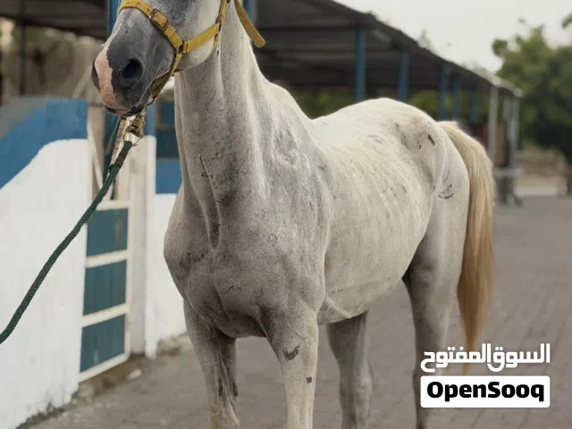 حصان مخصي سكول
