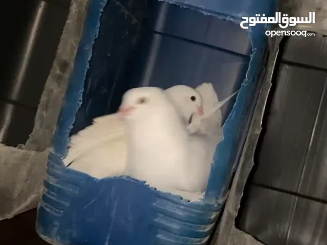 حمام فرنسي لاحم كوبيه مصوقرة تحتها فروخها