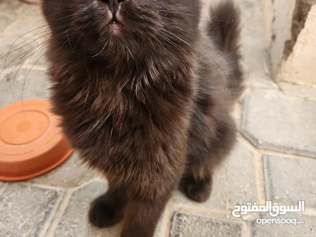 قط للتبني ذكر
