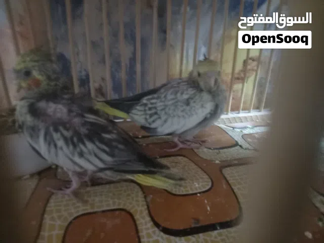 محميه كوكتيل كامله للبيع امايات