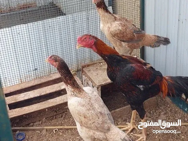 دجاجات هنديات للبيع عنوان ابو الخصيب