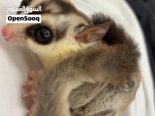 للبيع شوقرقلايد sugar glider
