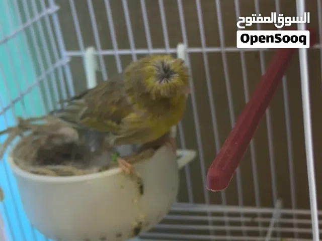 نثيه كناري كرست نرويجي