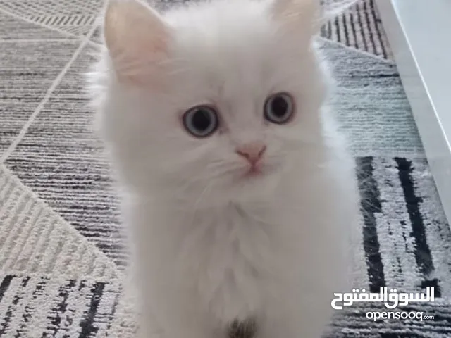 قطة شيراز عيون زرقاء عمر شهرين