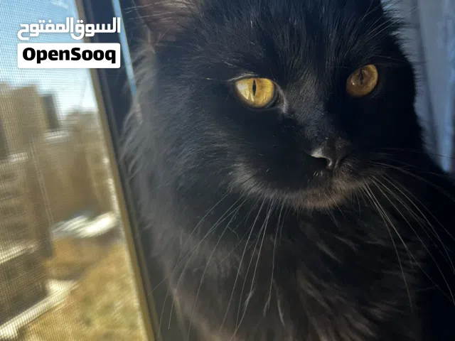 قطة للتبني عمرها سنتين