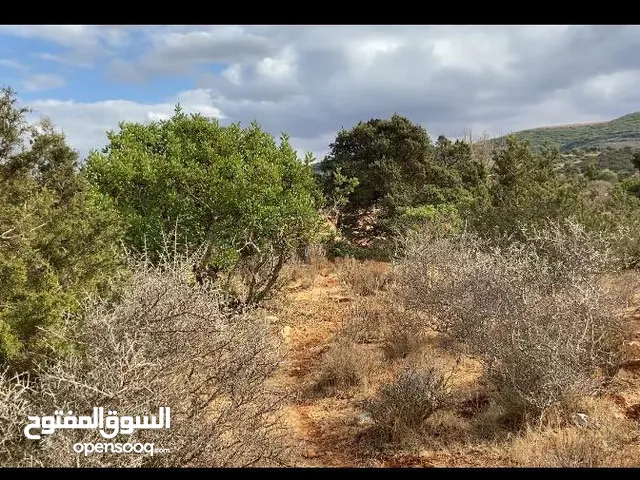 Mixed Use Land for Sale in Jebel Akhdar Cyrene
