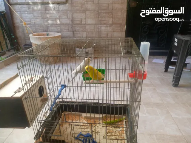 عصفير حب ا ر.