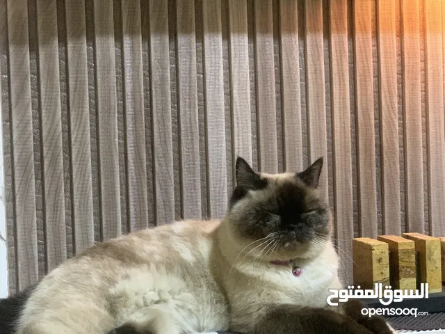 انثى همالايا