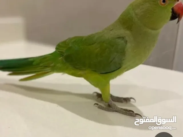 مطلوب أنثى ببغاء درة بعمر سنتين بسعر طري وتكون اليفة
