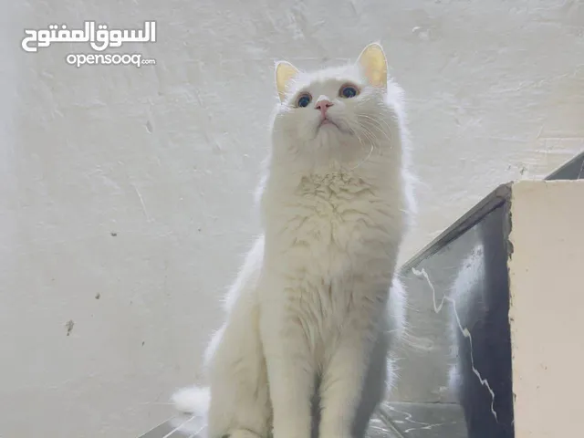 قطه شيرازي للبيع