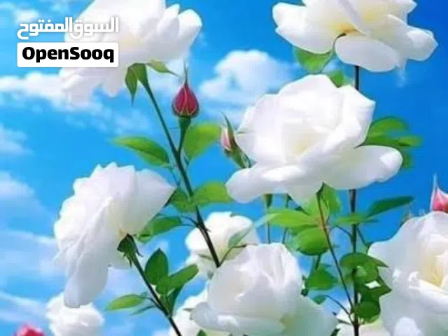 Furnished Monthly in Hawally Maidan Hawally