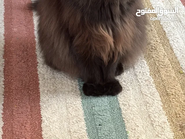 قطط ذكور دبي