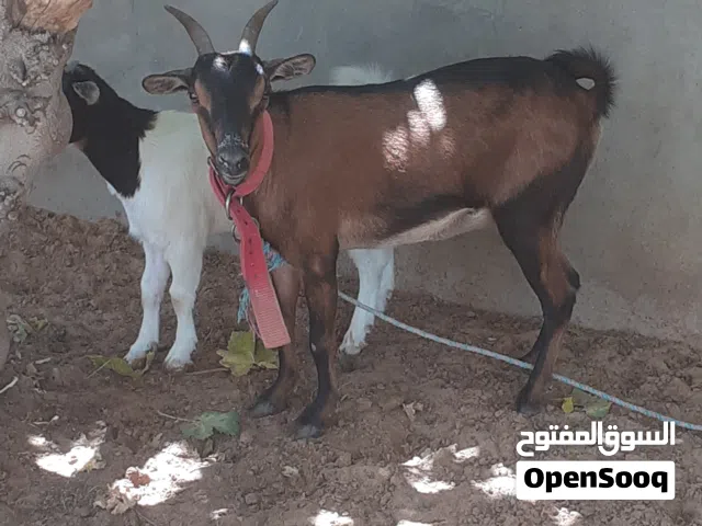 زوز معزات كرديات كل واحدةتحتها جدي   وحدةثنيةووحدةسدسةومعاهم فحل ثني