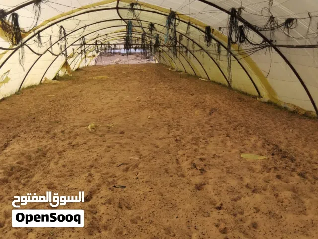 صوبات عدد سبعة صوبات 4بنايلواتهم و3حديد بس