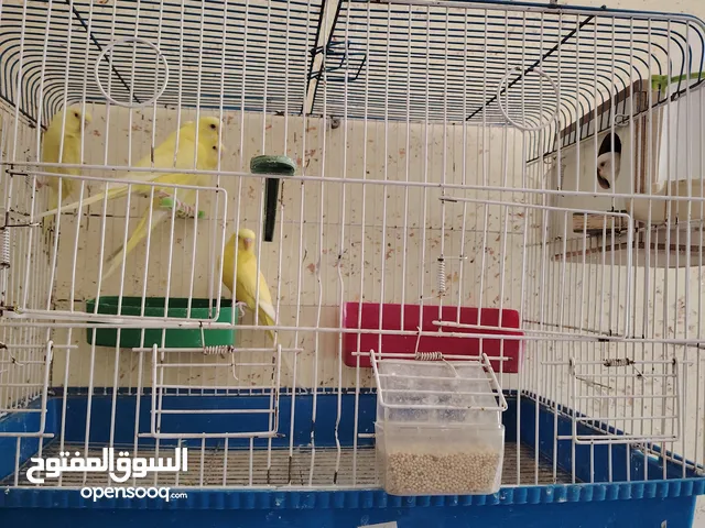 طيور حب...