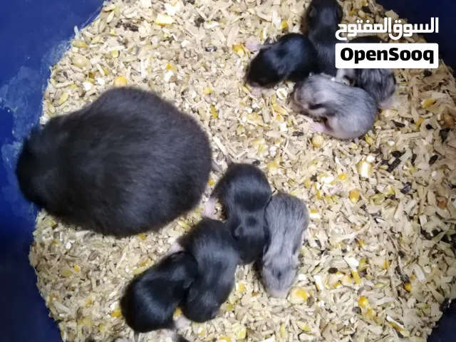 هامسترات اليفات