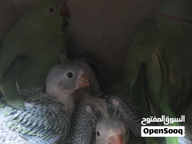 جوز دره تحتيه اربع فراخ صلي ع النبي قبل اي اشي