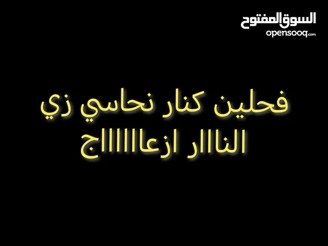 كناري فحلين 2 لون نحاسي نااار ازعاج