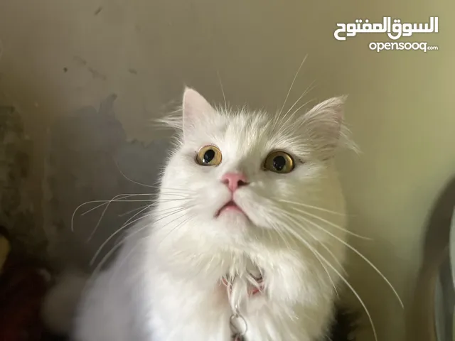 قطط للتبني ام او ولادها ماشاءالله